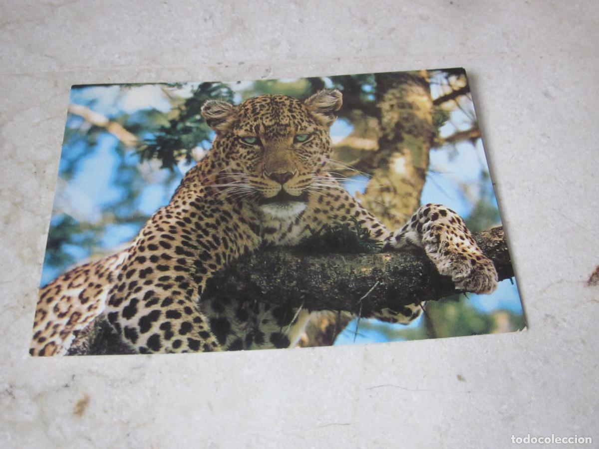 Postales: POSTAL LEOPARDO - KENIA - Foto 1