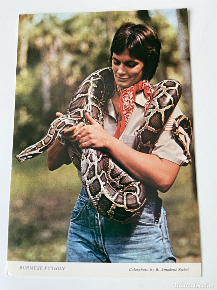 Postales: 171- Postal Burmese Python. A, adeus Rubel. Florida USA. A&ntilde;os 70.. - Foto 1