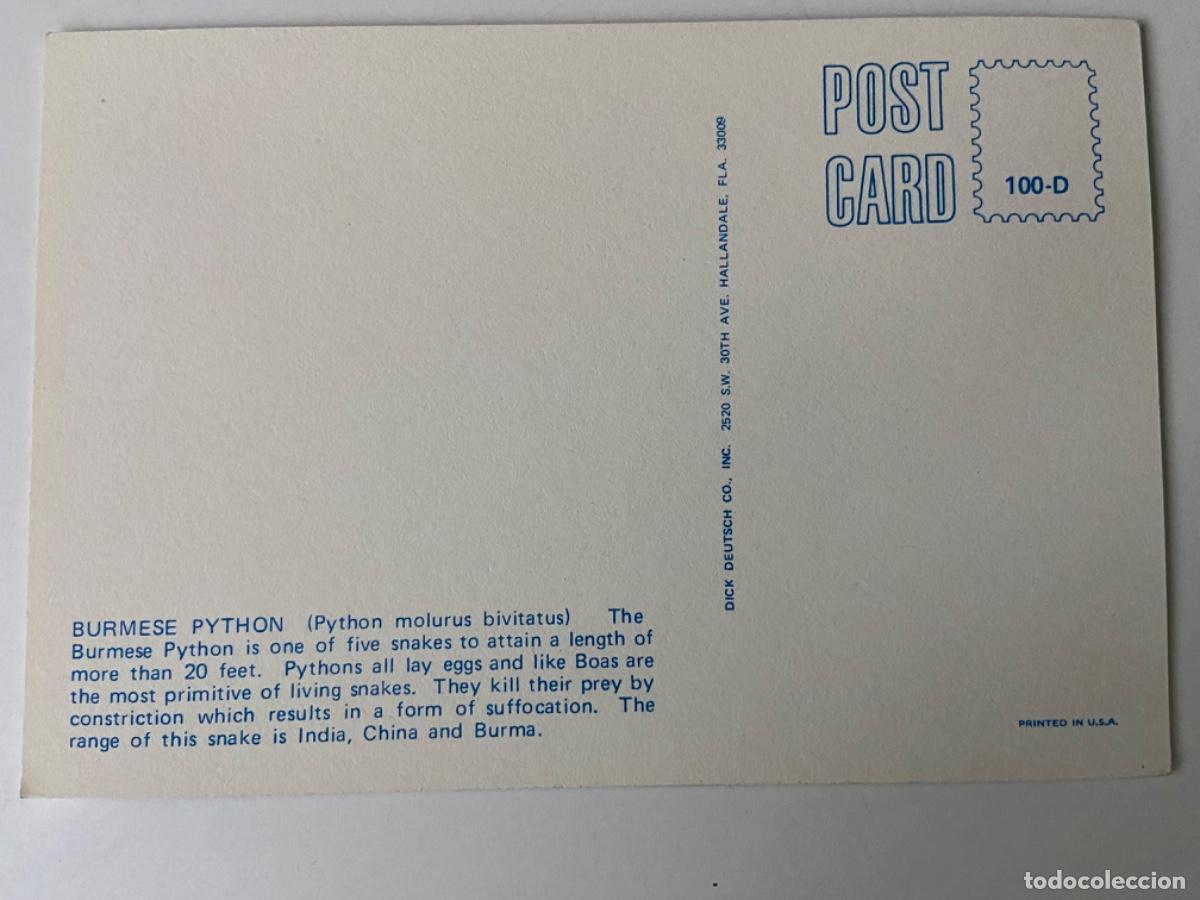 Postales: 171- Postal Burmese Python. A, adeus Rubel. Florida USA. A&ntilde;os 70.. - Foto 2