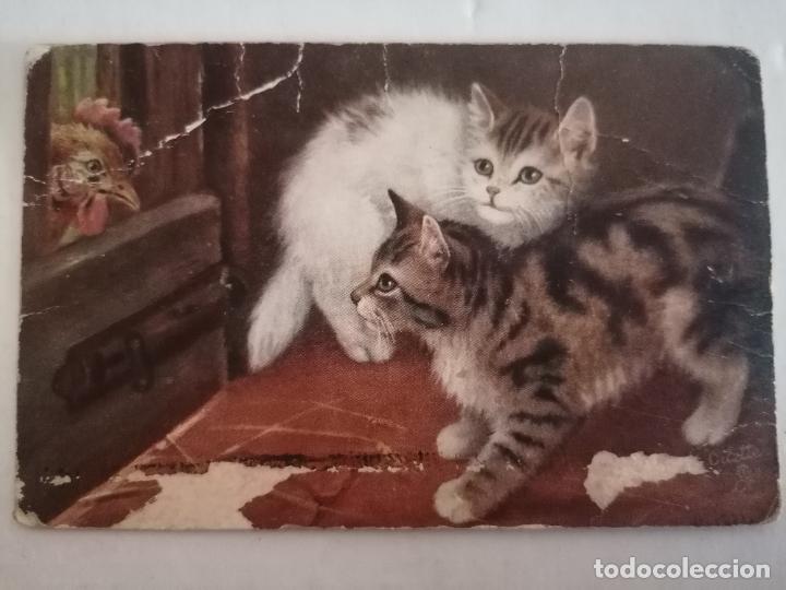 Postcards: POSTAL GATITOS JUGANDO CON UNA GALLINA, CIRCULADA 1907