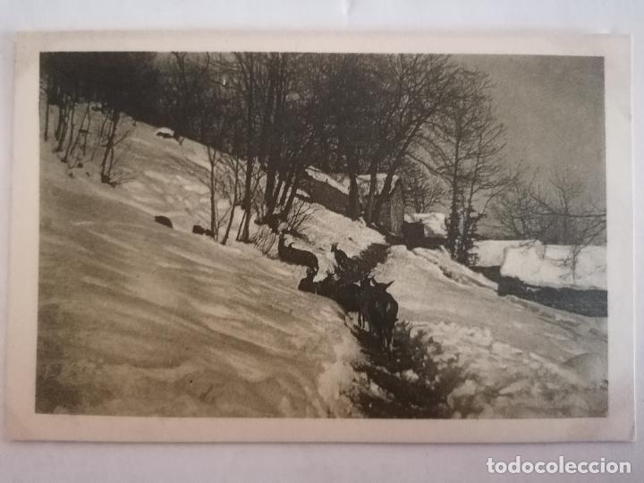 Postales: POSTAL CIERVOS EN LA NIEVE - Foto 1