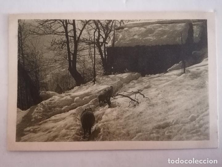 Postales: POSTAL ANIMALES EN LA NIEVE - Foto 1