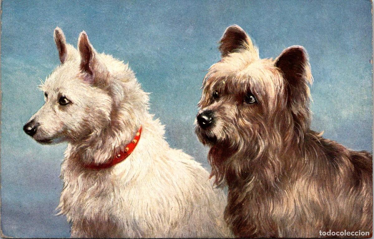 Cartes Postales: Perros - Sky-Terrier - Ilustra: '?- Ed. TSN - Serie 1335 n&ordm; 4 - 140x89mm