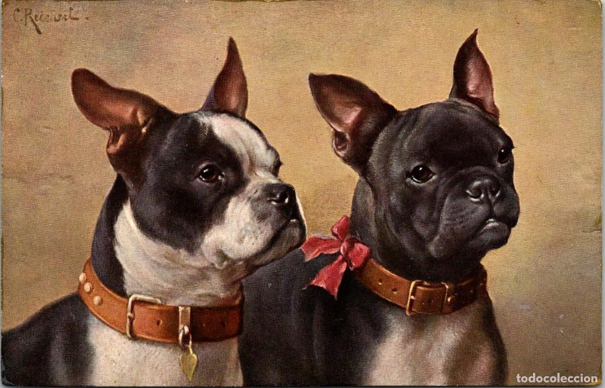 Cartes Postales: Perros - Franz&ouml;sische Zwerg-Bulldoggs - Ilustra: C. Reichert - Ed. TSN - Serie 1336 n&ordm; 4 - 139x90mm