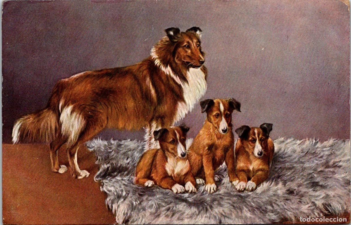 Cartes Postales: Perros - Schottischer Sch&auml;ferhund - Ilustra: ? - Ed. TSN - Serie 794 n&ordm; 6 - 140x90mm