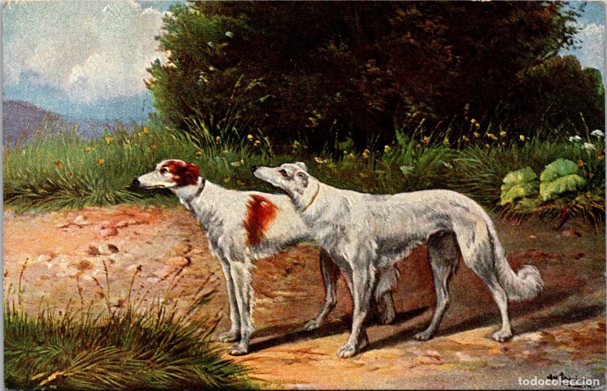 Cartes Postales: Perros - Ilustra: Alfred Sch&ouml;nian - Ed. TSN - Serie 1961 n&ordm; 6 - 138x89mm