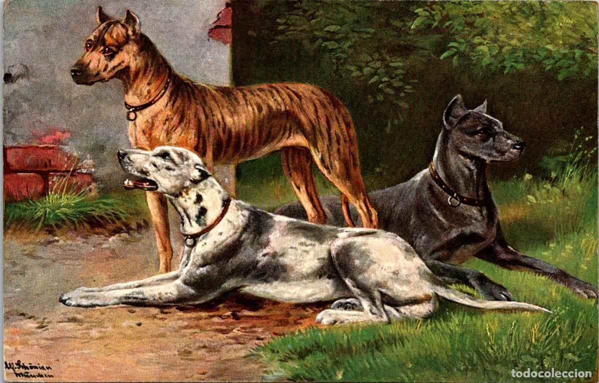 Cartes Postales: Perros - Ilustra: Alfred Sch&ouml;nian - Ed. Theo Stroefer - Serie 537 n&ordm; 6 - 139x89mm