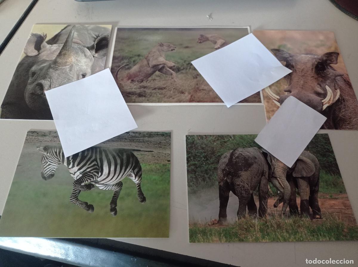 Postcards: LOTE 5 POSTALES FAUNA NAIROBI ( KENIA) . REF. UR MES 3 H