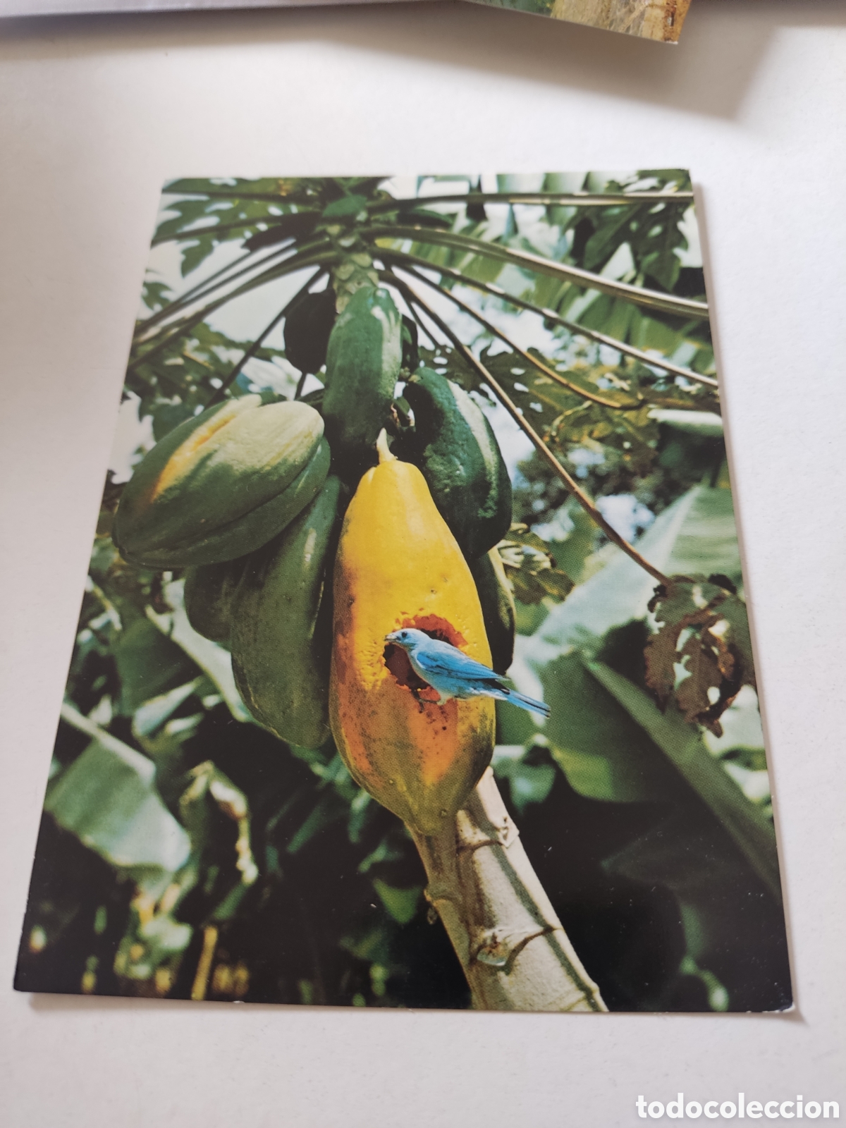 Postcards: Postal p&aacute;jaro comiendo lechosa Venezuela