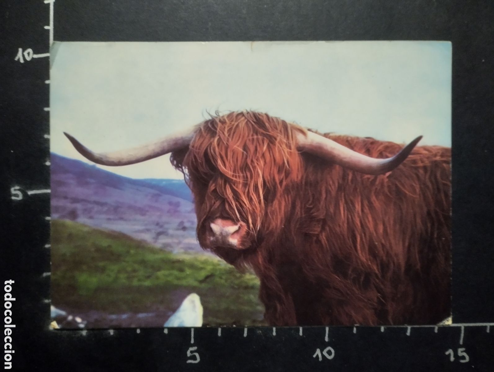 Postcards: POSTAL. ANIMALES - INDIGENOUS HIGHLAND AT THE HIGHLAND WILDLIFE PARK. SCOTLAND. PHOTO COLIN BURTON