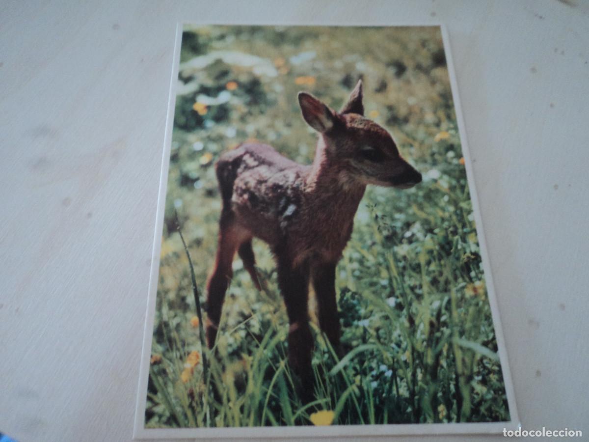Postales: capriolo, ed. pro infirmis - Foto 1