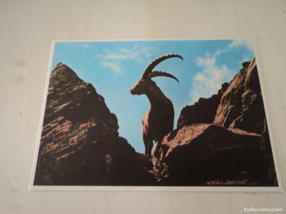 Postales: stambecco, ed. pro infirmis - Foto 1