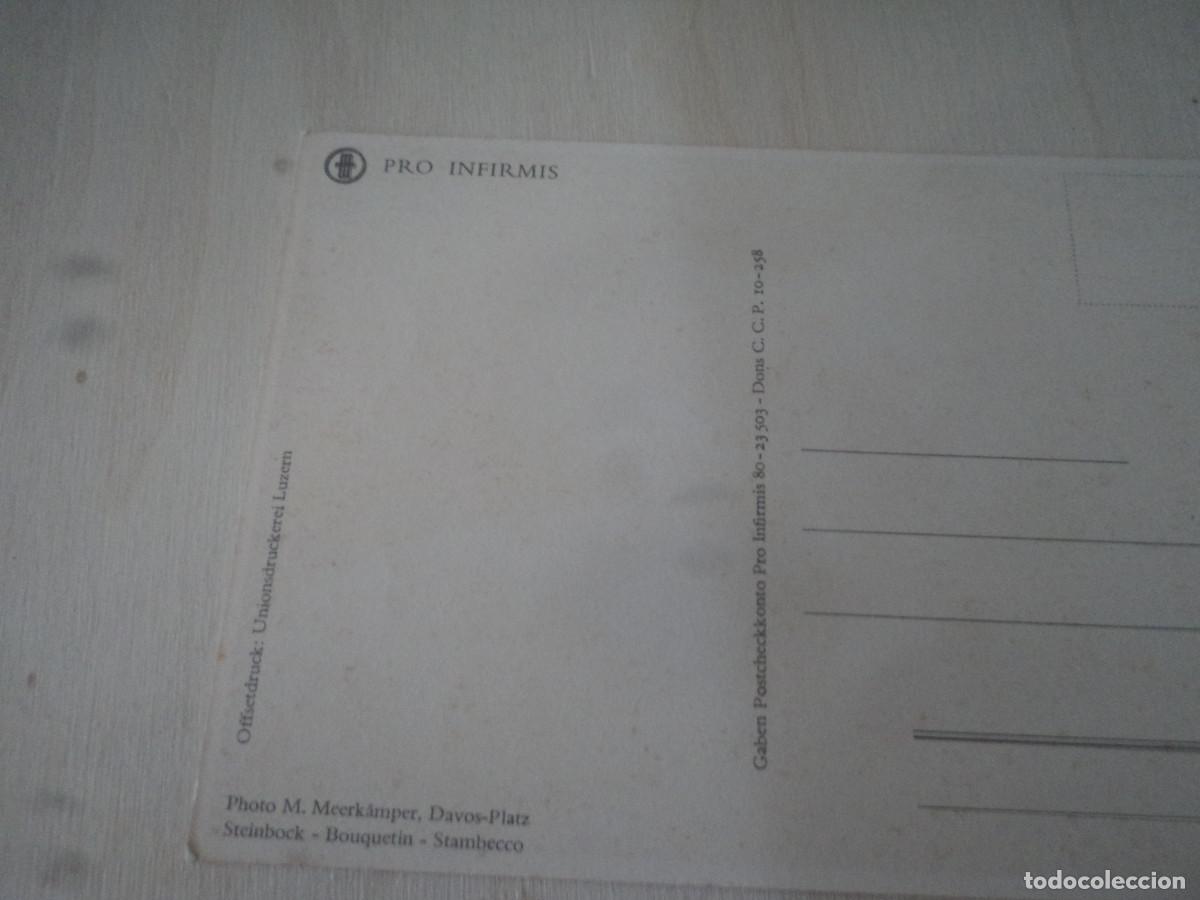 Postales: stambecco, ed. pro infirmis - Foto 2