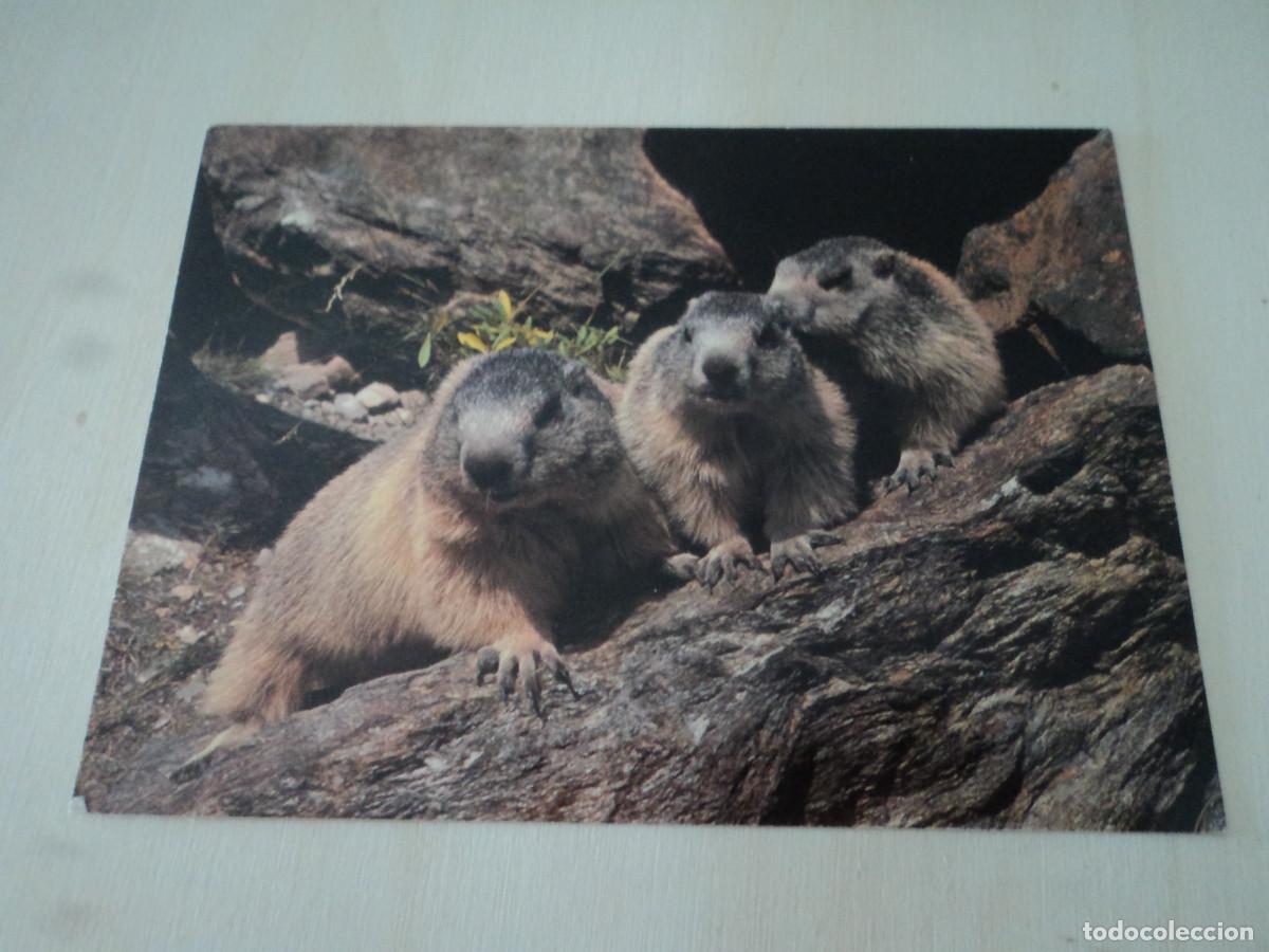 Postales: marmotas - Foto 1