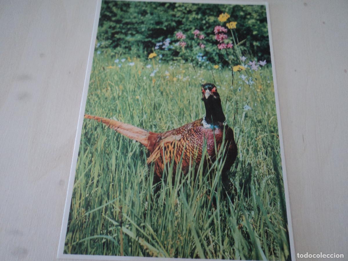 Postales: faisan, ed. pro infirmis - Foto 1