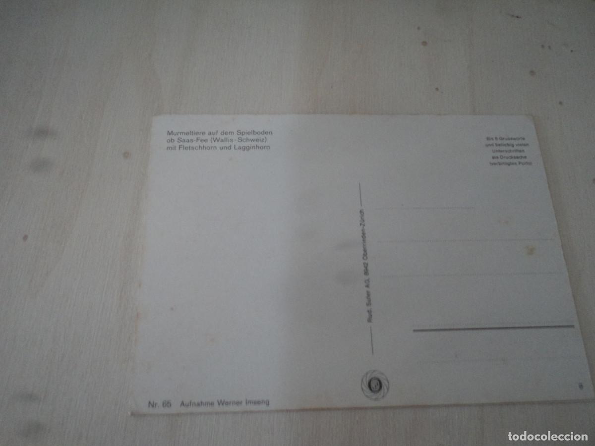 Postales: murmeltiere - Foto 2