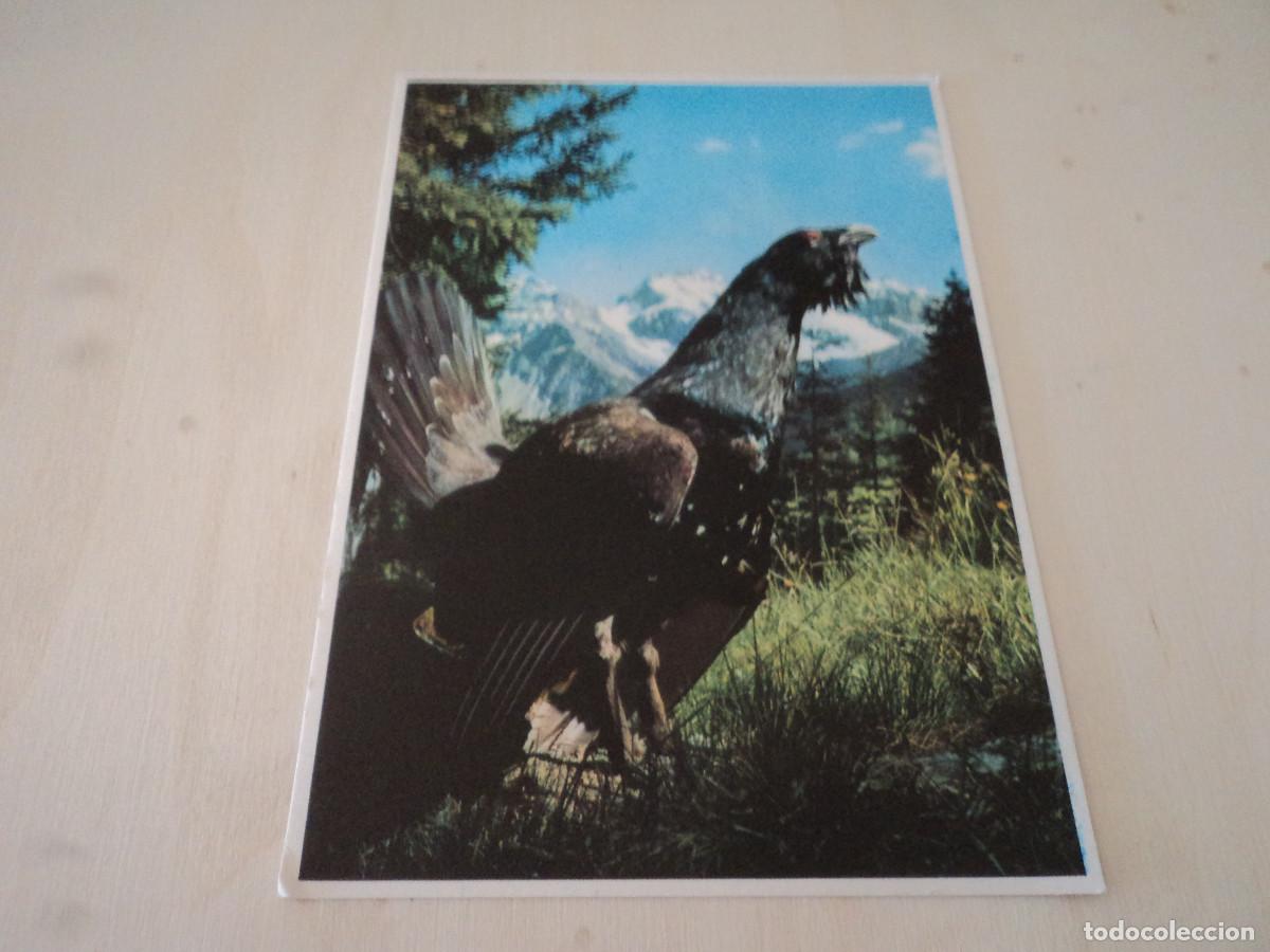 Postales: GALLO CEDRONE, ED. PRO INFIRMES - Foto 1