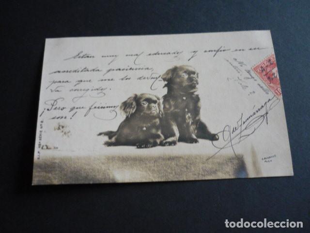 Postales: PERROS POSTAL - Foto 1
