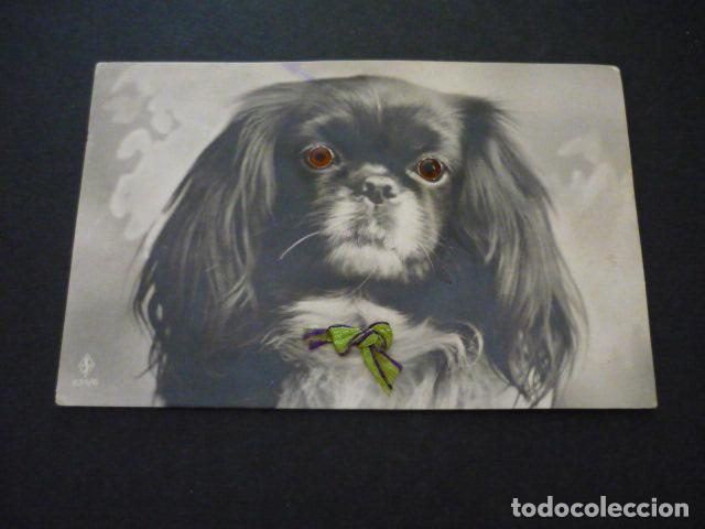 Postales: PERRO CON OJOS Y LAZO APLICADOS POSTAL - Foto 1