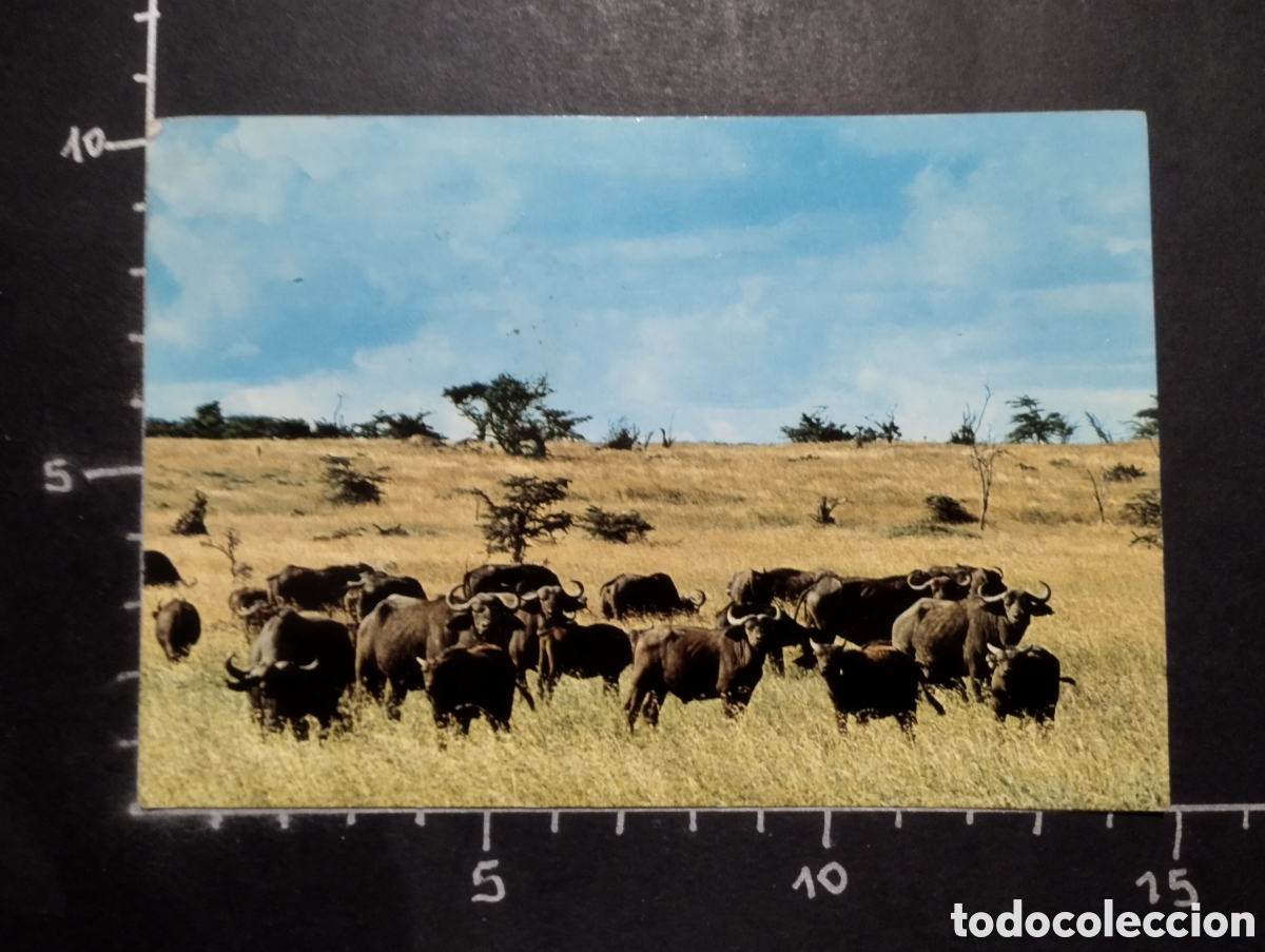 Postcards: POSTAL. ANIMALES - BUFALOS. WILDLIFE OF KENYA