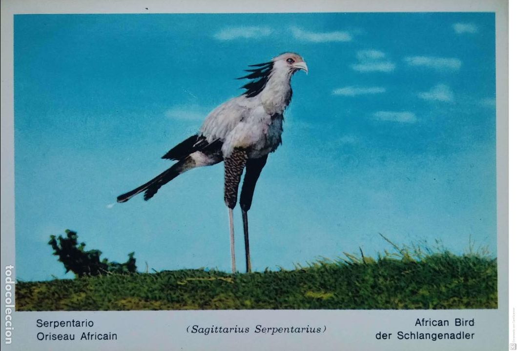 Postcards: Fauna Africana. Serpentario (Sagittarius Serpentarius). Usada. Color