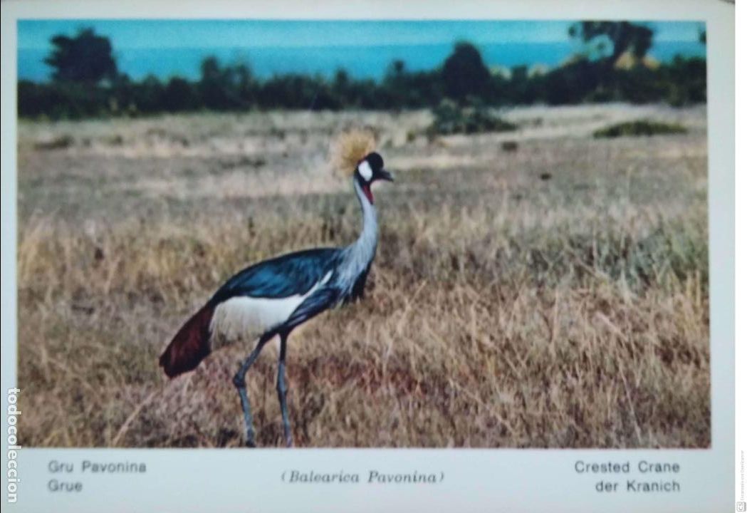 Postcards: Fauna Africana. Grulla Pavonina (Balearica Pavonina). Usada. Color