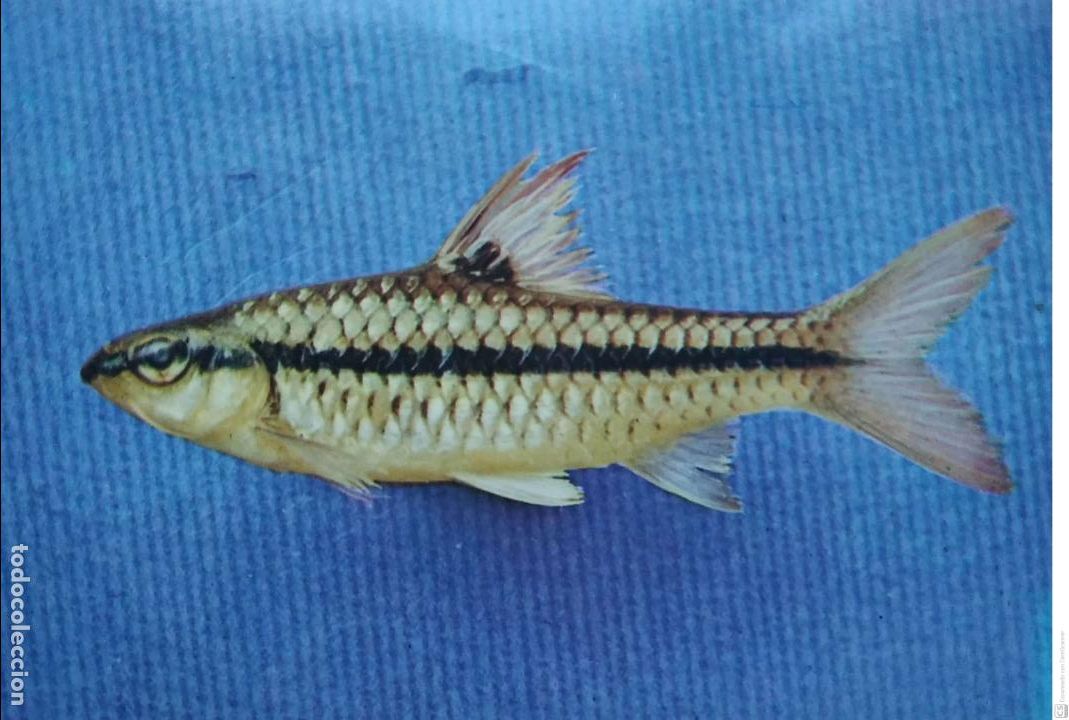 Postcards: Peces de R&iacute;o Muni (Guinea Ecuatorial). 33 Barbus martorelli . Familia Cipr&iacute;nidos. Benigna Rom&aacute;n. Nue