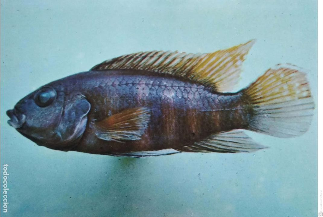 Postcards: Peces de R&iacute;o Muni (Guinea Ecuatorial). 98 Pelmatochromis batesil . Familia C&iacute;clidos