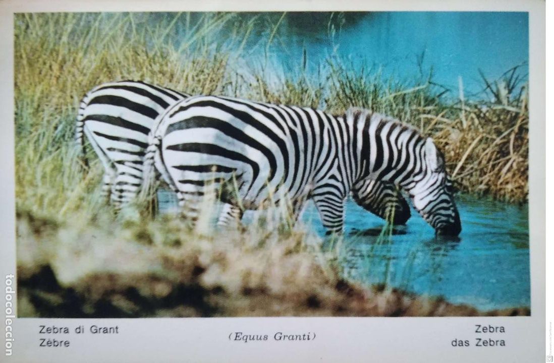 Postcards: Fauna Africana. Cebra de Grant (Equus Granti). Usada. Color