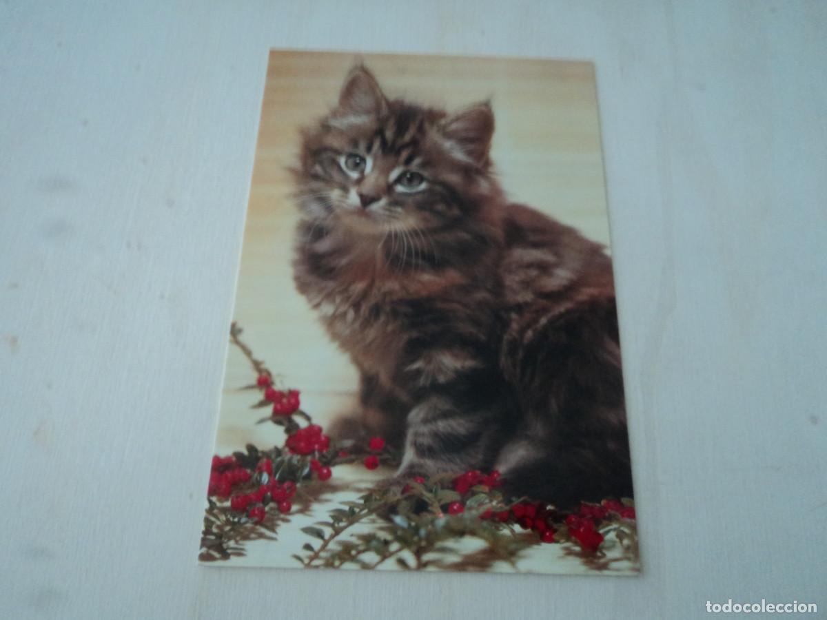 Postales: gatito, c y z 7663/29 a - Foto 1