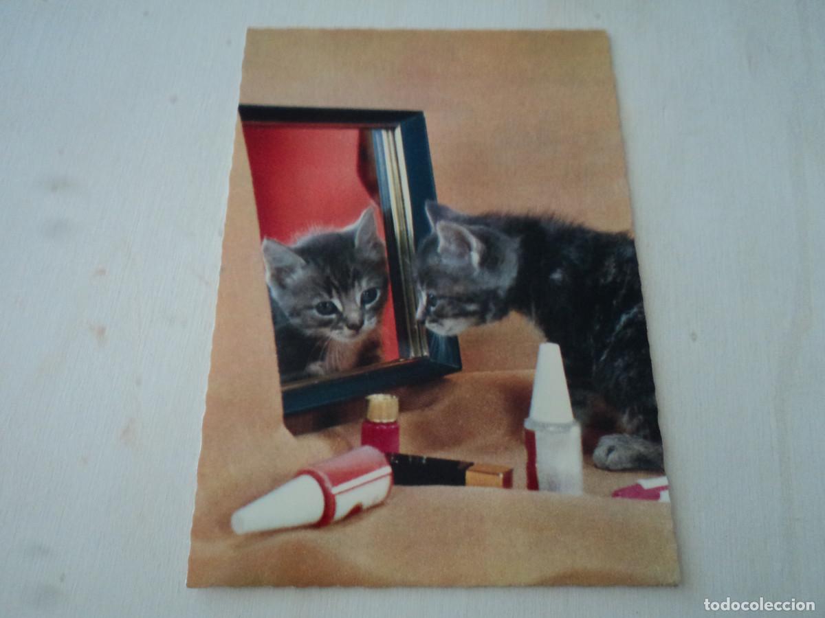 Postales: gatito en el espejo, ed. cecami 869 - Foto 1