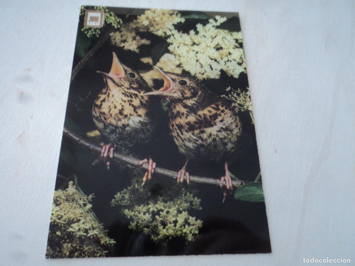 Postcards: pajaros, 3059/1, ed. escudo