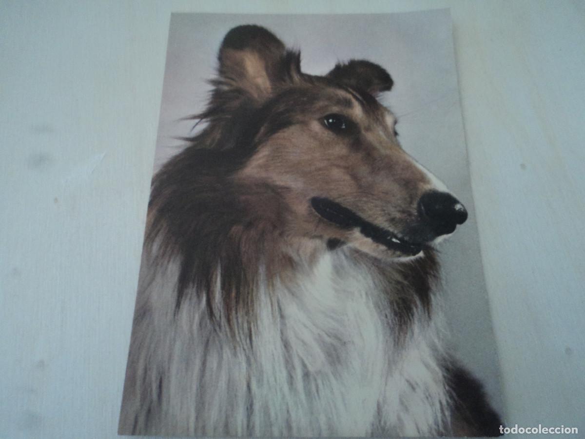 Postais: 2506 COLLIE, ED. STEHLI, STZF