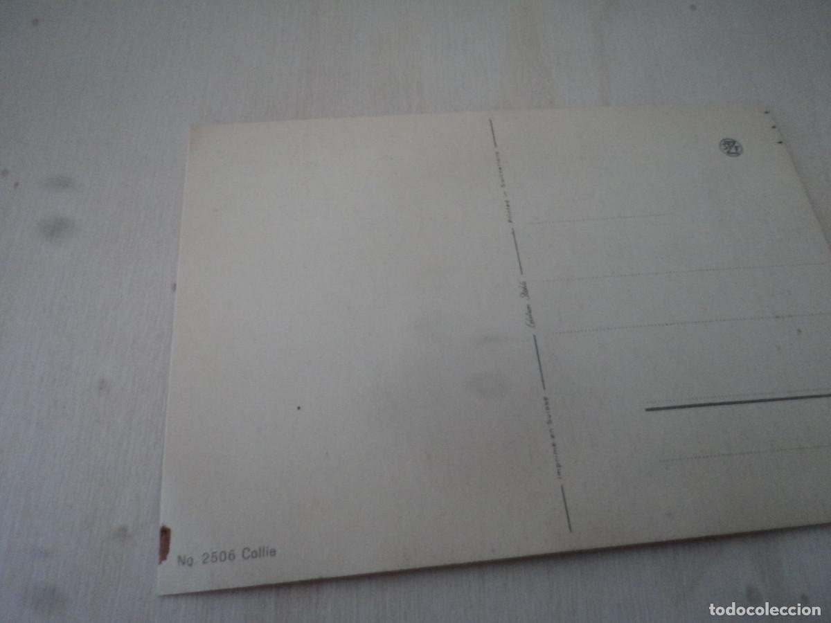 Postales: 2506 COLLIE, ED. STEHLI, STZF - Foto 2