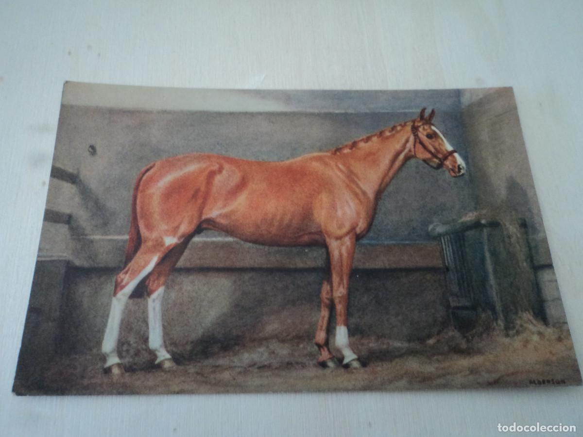 Postais: 147, CABALLO, ILUSTRA ALDERSON, ED. STEHLI, STZF, 14 X 9 CM