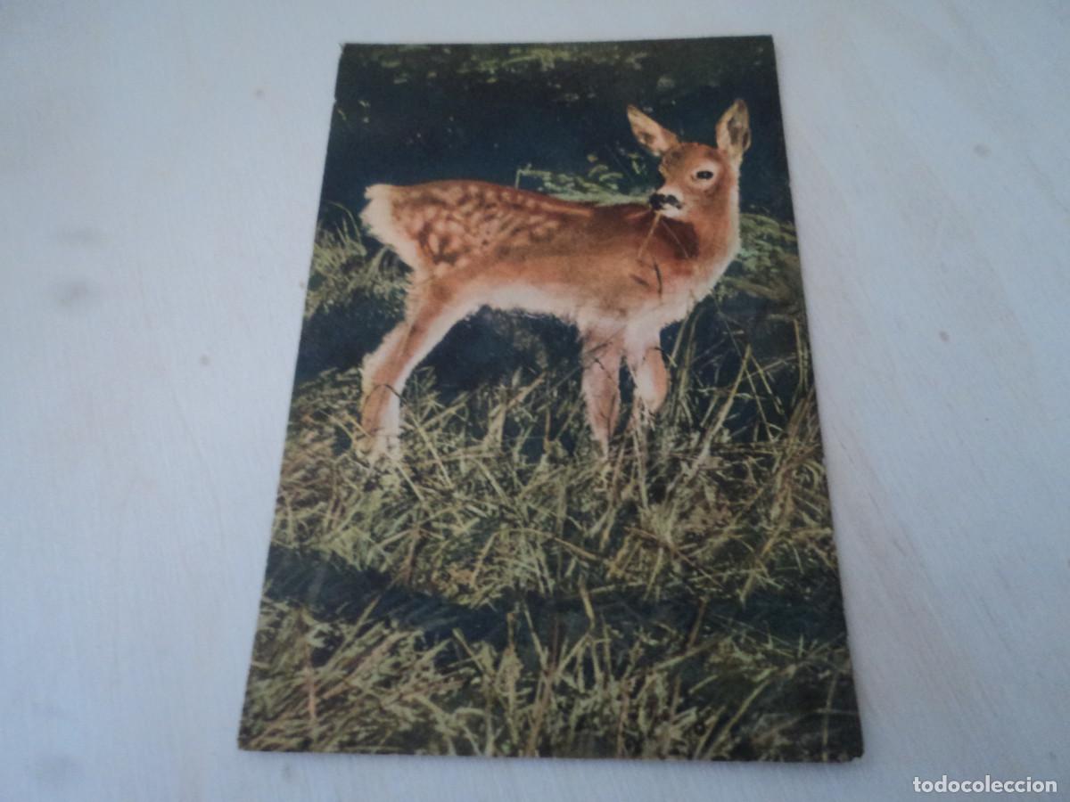 Postais: 45, CERVATILLO, ED. STEHLI, STZF, 14 X 9 CM