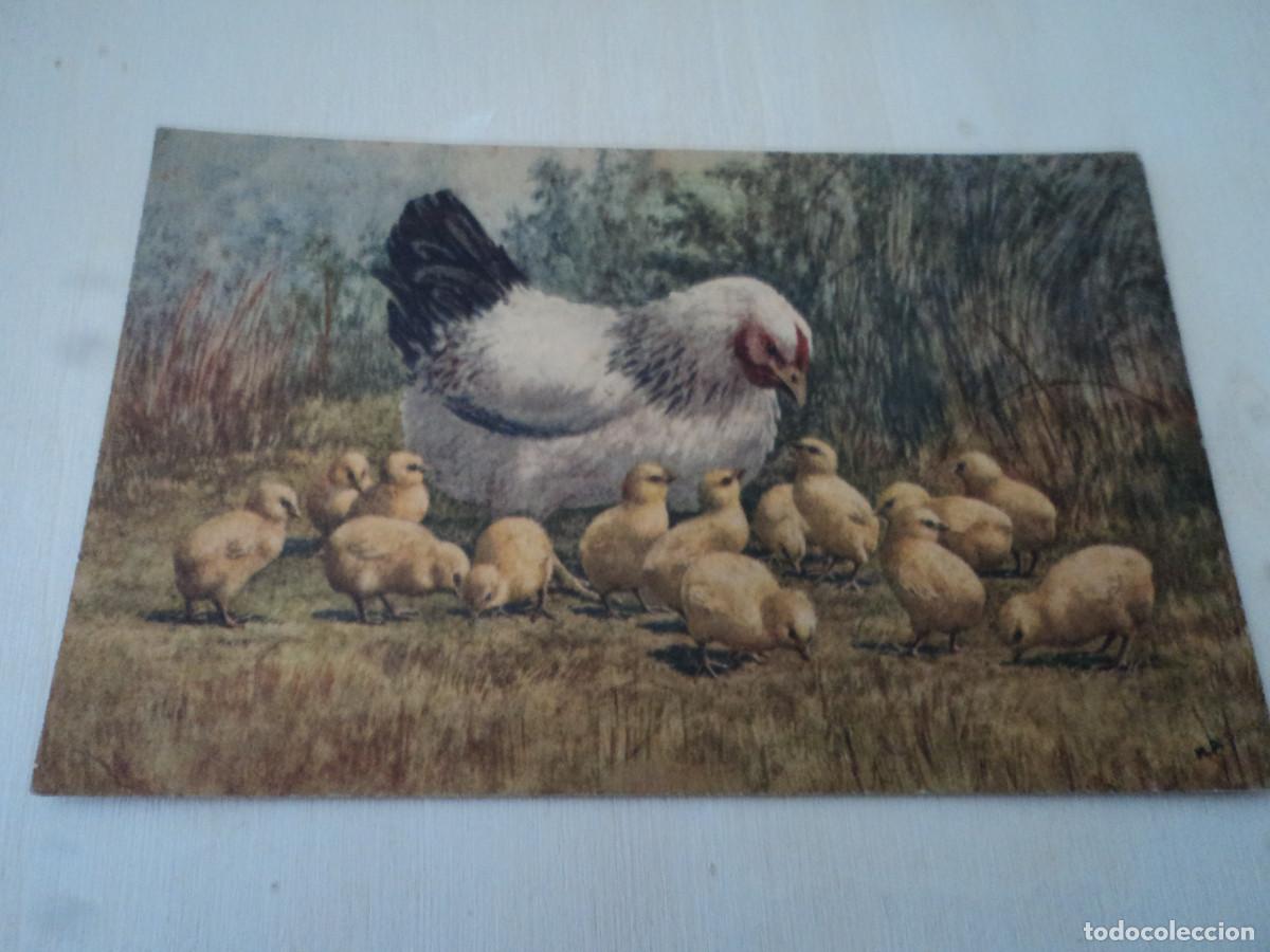 Postais: 136, GALLINA Y POLLUELOS, ED. STEHLI, STZF, 14 X 9 CM