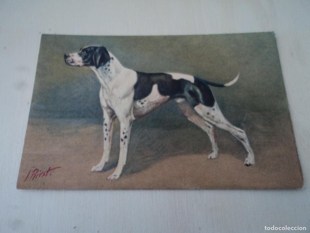 Postales: 98, POINTER, ED. STEHLI, STZF, 14 X 9 CM - Foto 1
