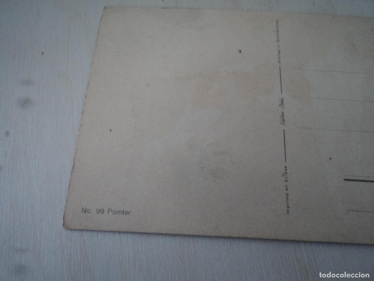 Postales: 98, POINTER, ED. STEHLI, STZF, 14 X 9 CM - Foto 2