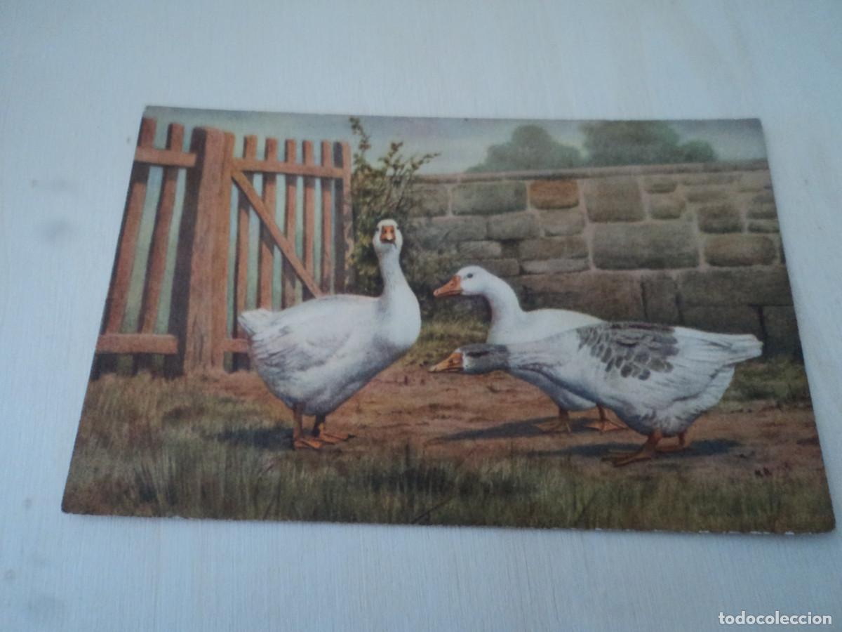 Postais: 138, PATOS O GANSOS, ED. STEHLI, STZF, 14 X 9 CM