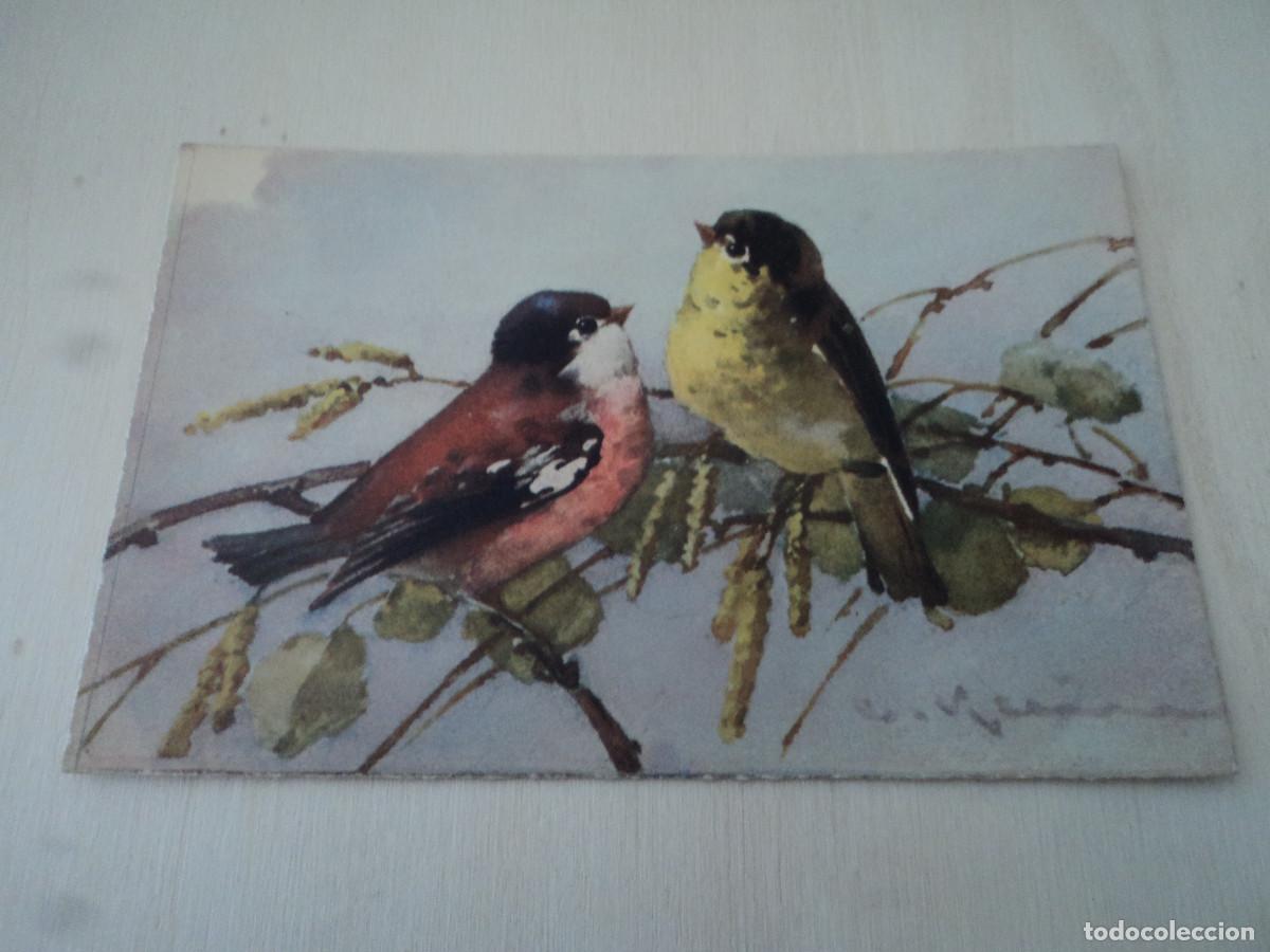 Postais: 123, PAJARITOS, ED. STEHLI, STZF, 14 X 9 CM