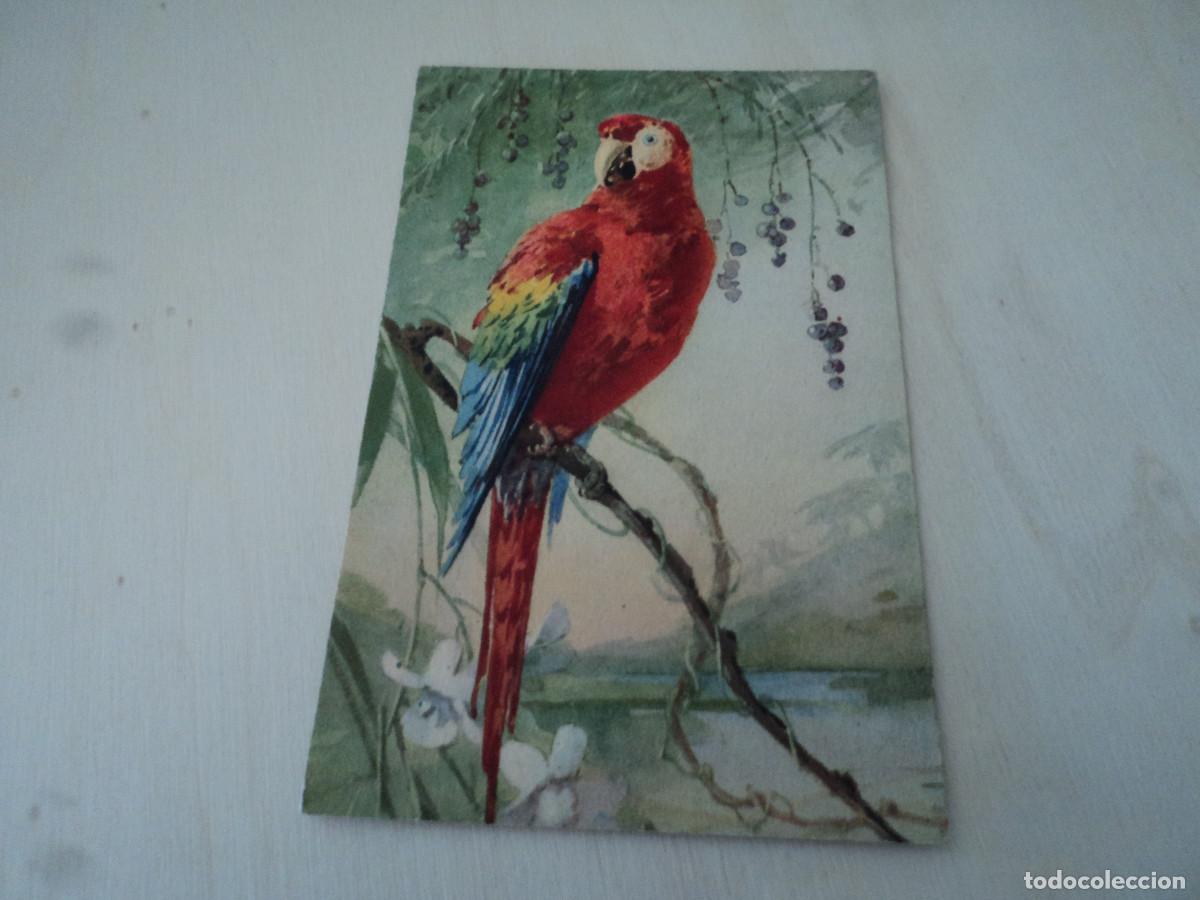 Postais: 119, LORO, ED. STEHLI, STZF, 14 X 9 CM