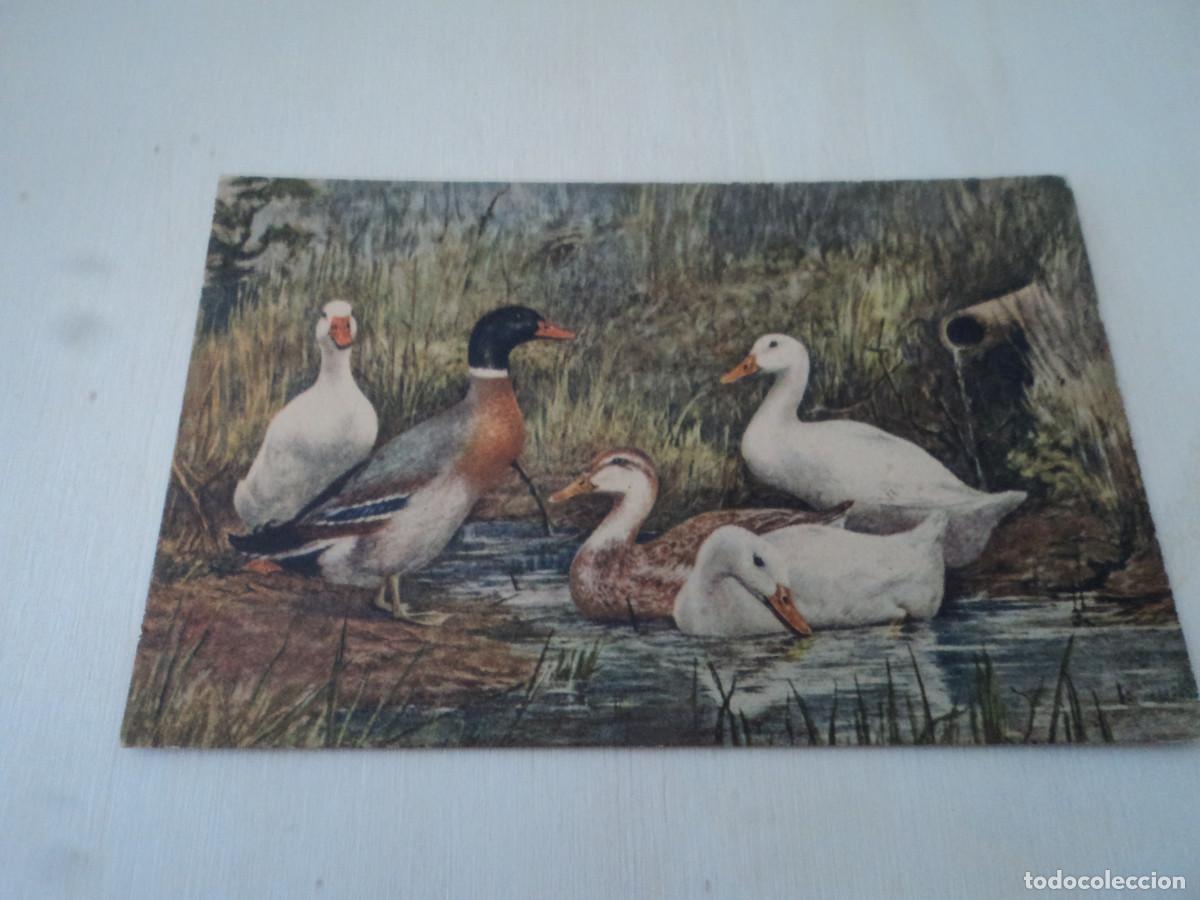 Postais: 137, PATOS O GANSOS, ED. STEHLI, STZF, 14 X 9 CM