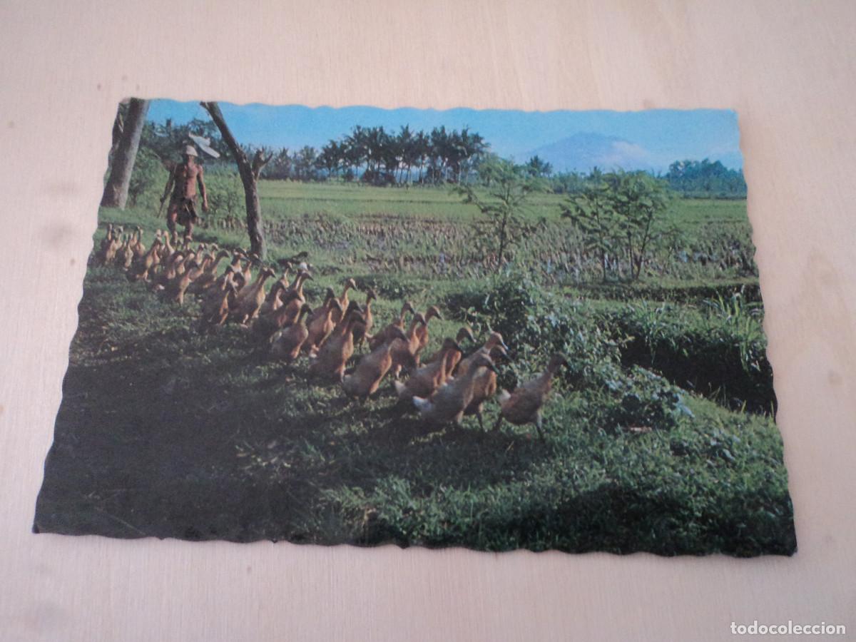 Postales: escoltando a los patos, ed. ps - a 140 - Foto 1