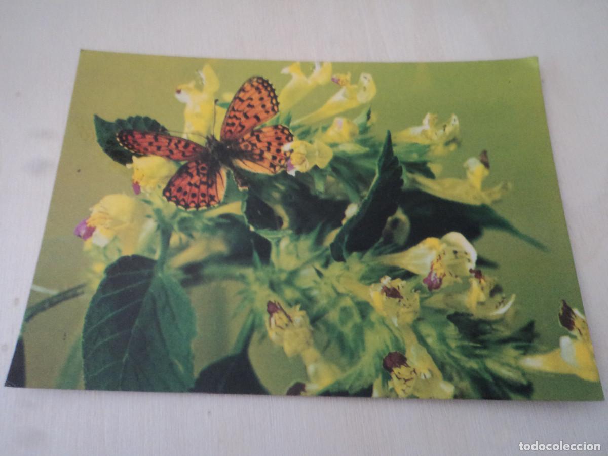 Postais: mariposa, h 8727, ed. osta suomalaista