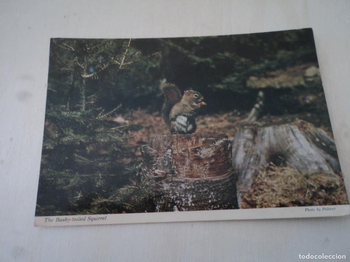 Postais: the bushy-tailed squirrel, ontario, ed. wilson`s, 3250/r