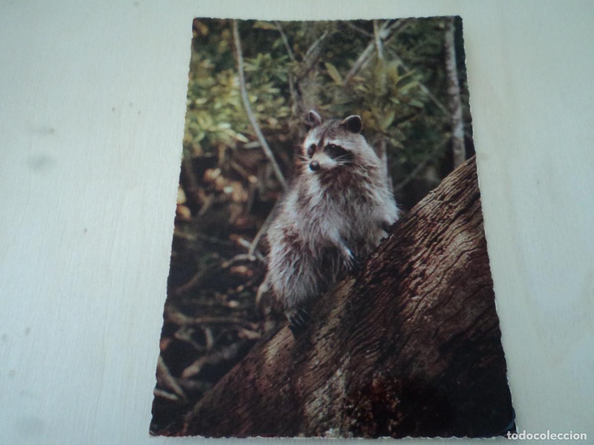 Postais: procione lavatore, cecami 834