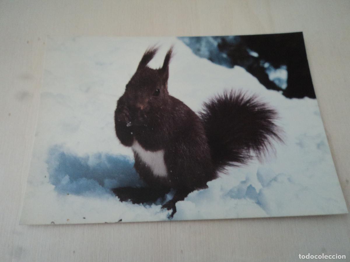 Postais: ardilla, foto gantenbein, circulada