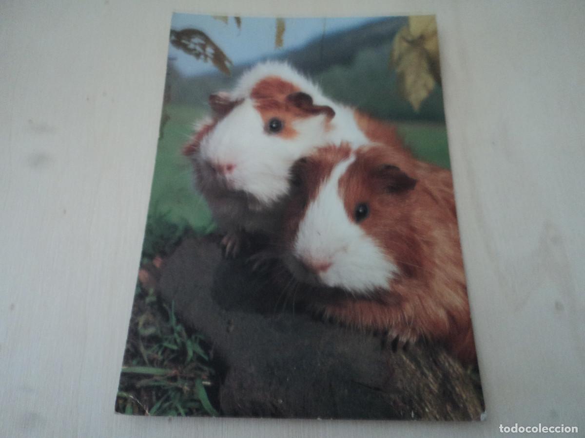 Postais: cobayas, 5670