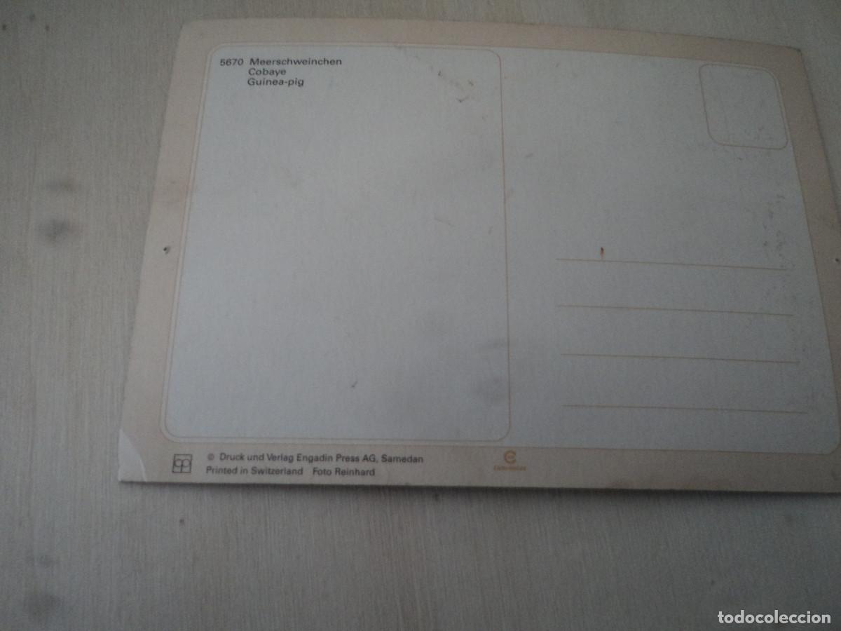 Postales: cobayas, 5670 - Foto 2